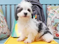 Micro, a male Cavapoo and Havanese for sale in Roanoke, IL – 2 of 2