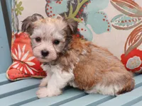 Mbappe, a male Havanese for sale in Roanoke, IL – 2 of 2