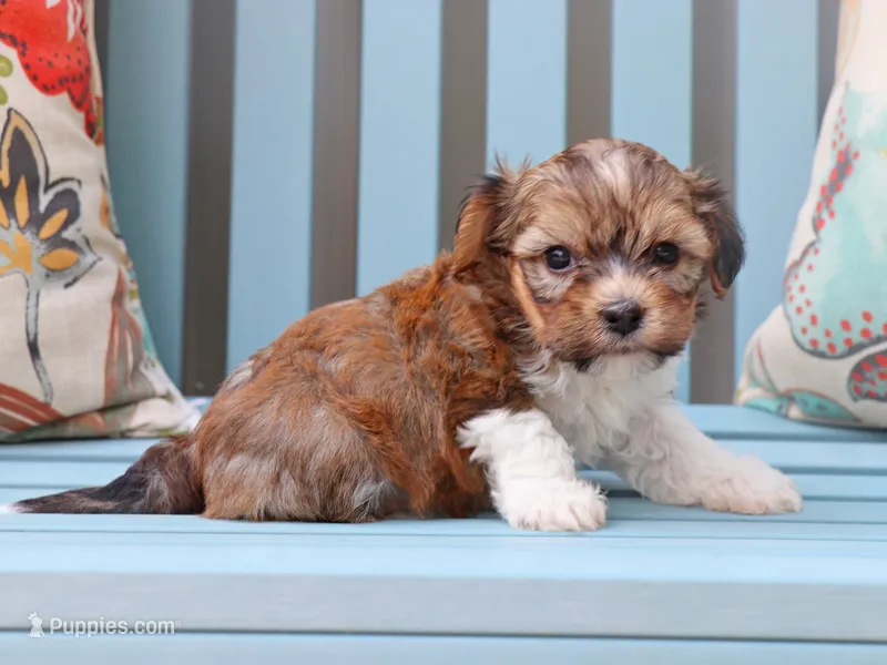 Ariel - AKC – Havanese puppy for sale in Roanoke, IL