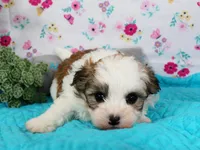 Shania, a female Havanese for sale in Roanoke, IL – Photo 2 of 2