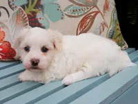 Iron, a male Havanese for sale in Roanoke, IL – 2 of 2