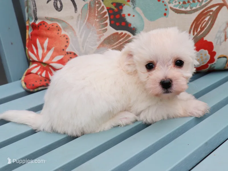 Jude – Havanese puppy for sale in Roanoke, IL