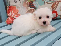 Jude, a female Havanese for sale in Roanoke, IL – 1 of 2