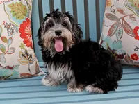 Skittles, a female Havanese for sale in Roanoke, IL – 3 of 6