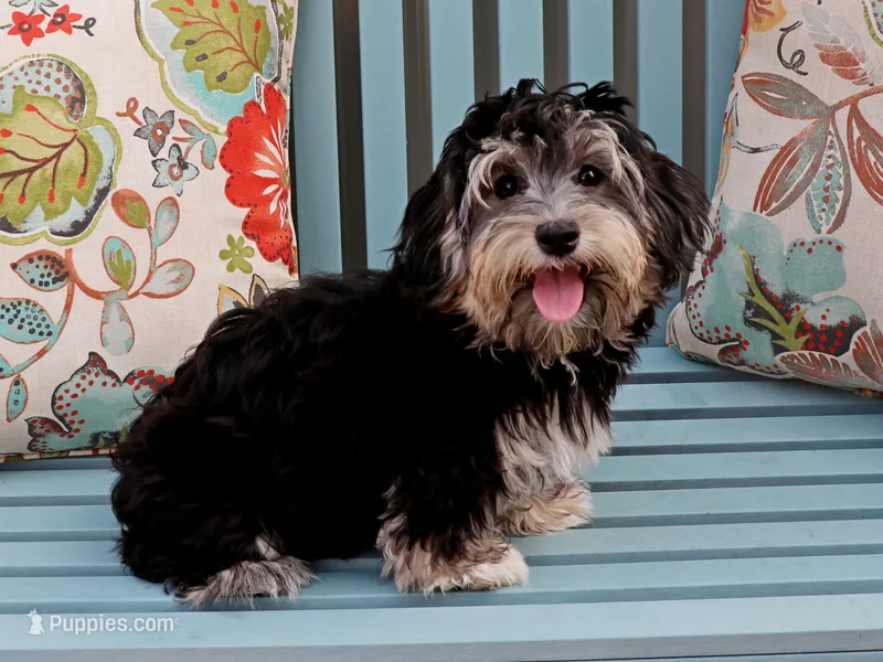 Skittles – Havanese puppy for sale in Roanoke, IL