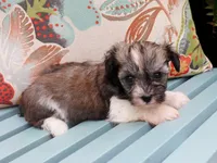 Messi, a female Havanese for sale in Roanoke, IL – 1 of 2