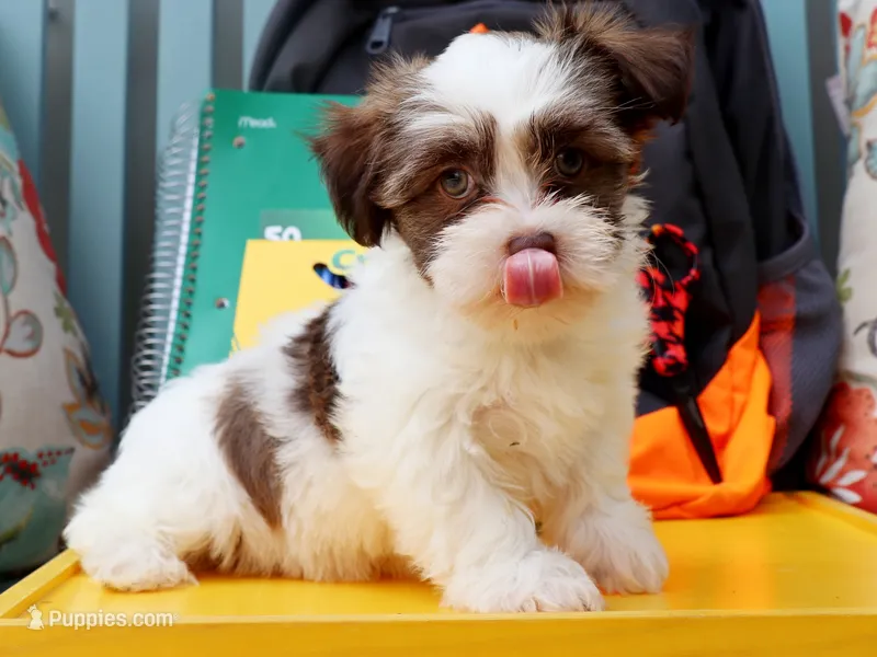 Ruthye – Havanese puppy for sale in Roanoke, IL