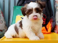 Ruthye, a female Havanese for sale in Roanoke, IL – 1 of 2
