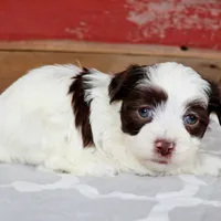 Ben, a male Havanese for sale in Roanoke, IL – Photo 6 of 6