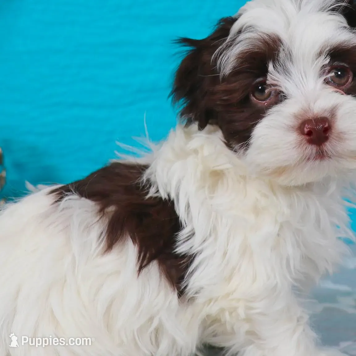 Ben, a male Havanese for sale in Roanoke, IL – Photo 3 of 6