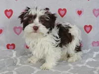 Ben, a male Havanese for sale in Roanoke, IL – Photo 2 of 6