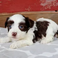 Ben, a male Havanese for sale in Roanoke, IL – Photo 5 of 6