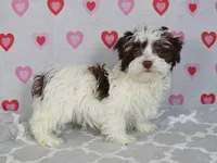 Ben, a male Havanese for sale in Roanoke, IL – Photo 1 of 6