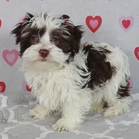 Ben, a male Havanese for sale in Roanoke, IL – Photo 2 of 6