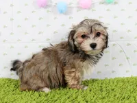 Verna, a female Havanese for sale in Roanoke, IL – Photo 2 of 2