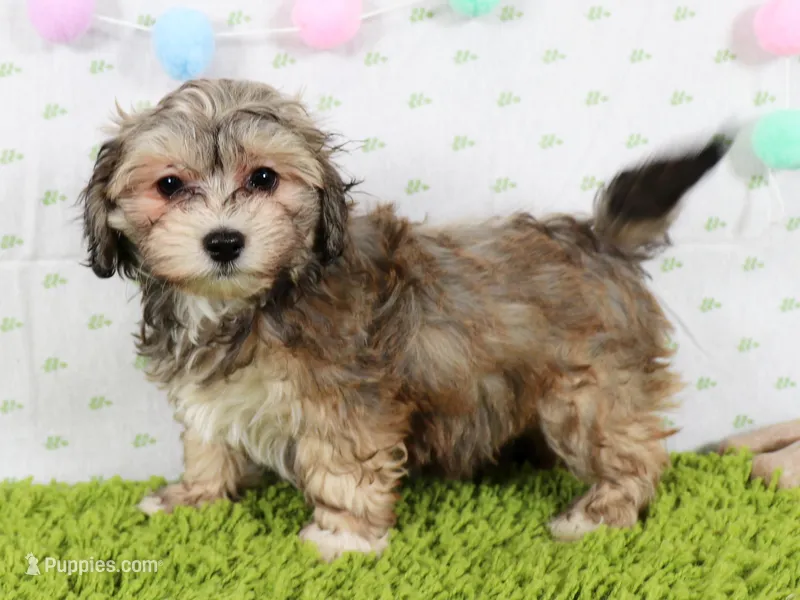Verna – Havanese puppy for sale in Roanoke, IL