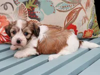 steel, a male Havanese for sale in Roanoke, IL – 2 of 2