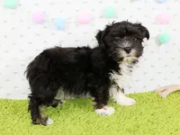 Chief, a male Havanese for sale in Roanoke, IL – Photo 2 of 2