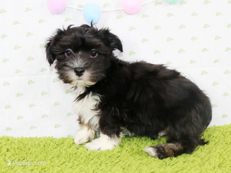 Chief – Havanese puppy for sale in Roanoke, IL
