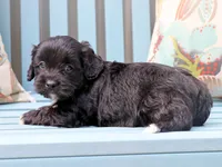 Meta, a male Cavapoo and Havanese for sale in Roanoke, IL – 2 of 2