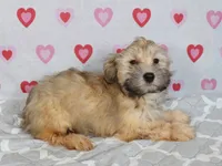 Dak-AKC, a male Havanese for sale in Roanoke, IL – 1 of 2