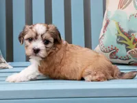 Bella - AKC, a female Havanese for sale in Roanoke, IL – 2 of 2