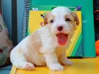 Latte, a female Havanese for sale in Roanoke, IL – 1 of 2