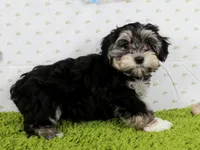 Skittles, a female Havanese for sale in Roanoke, IL – Photo 2 of 4