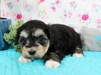 Skittles, a female Havanese for sale in Roanoke, IL – Photo 2 of 2