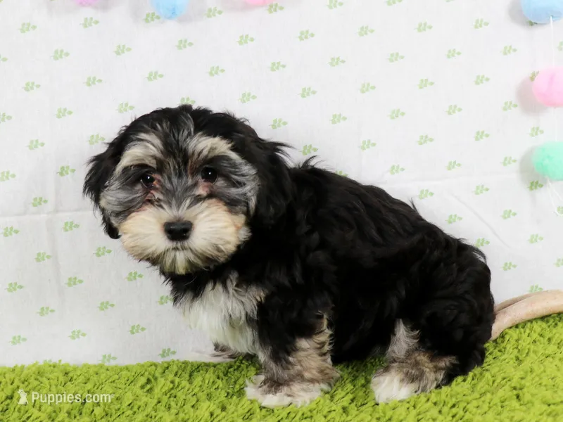 Skittles – Havanese puppy for sale in Roanoke, IL