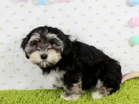 Skittles, a female Havanese for sale in Roanoke, IL – Photo 1 of 4