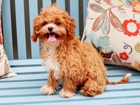 Fuji, a male Cavapoo for sale in Roanoke, IL – 2 of 2
