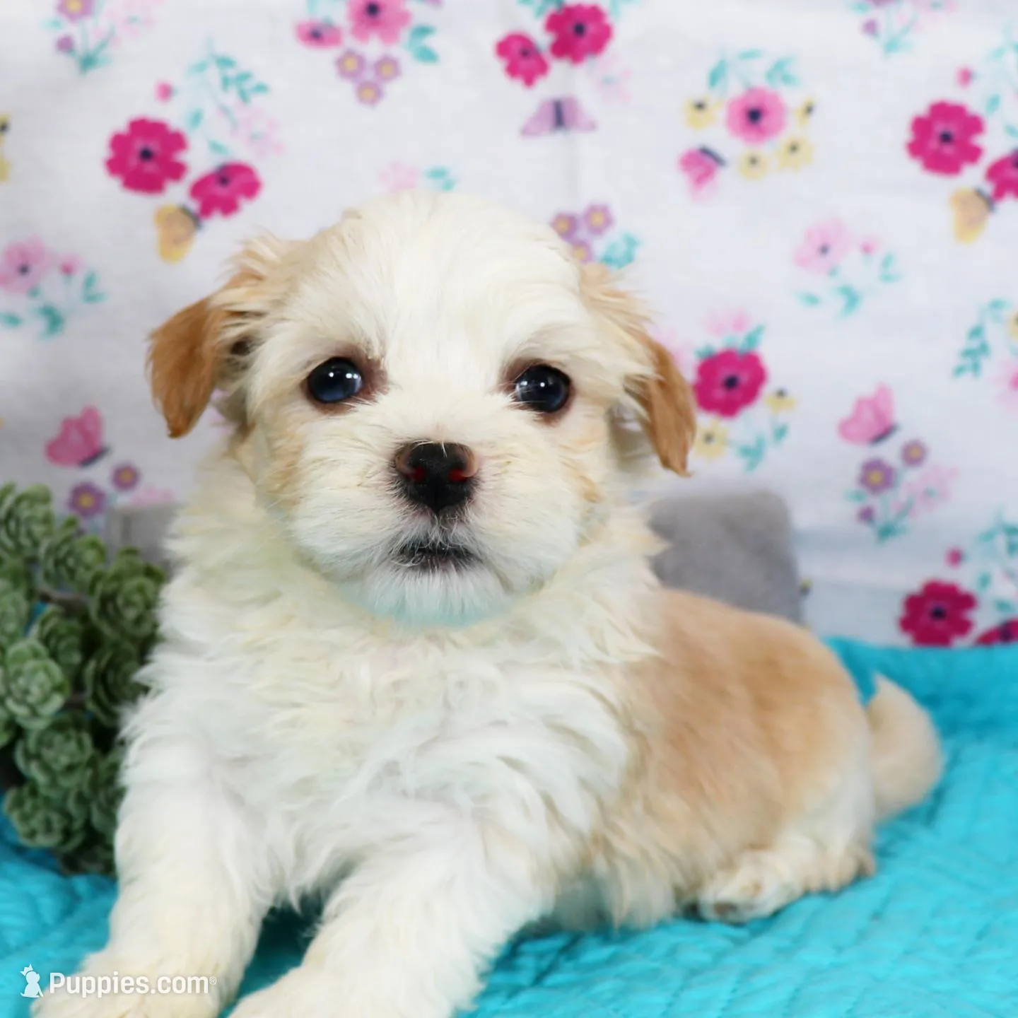 Waffle, a male Havanese for sale in Roanoke, IL – Photo 2 of 2