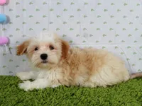 Waffle, a male Havanese for sale in Roanoke, IL – Photo 2 of 4