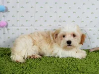 Waffle, a male Havanese for sale in Roanoke, IL – Photo 1 of 4