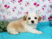 Waffle, a male Havanese for sale in Roanoke, IL – Photo 1 of 2