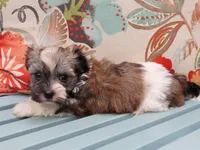 Kane, a male Havanese for sale in Roanoke, IL – 2 of 2