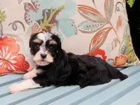 Mrs. Meyer, a female Havanese for sale in Roanoke, IL – 2 of 2