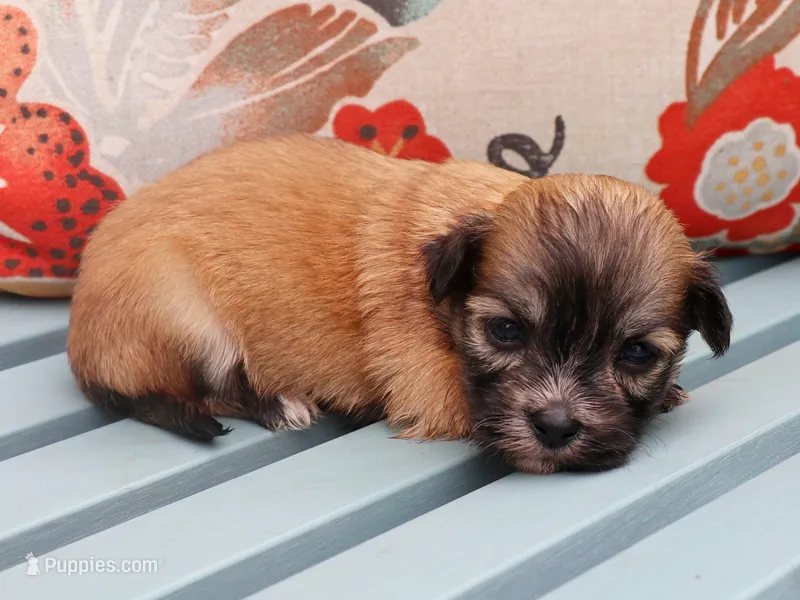 Frank – Havanese puppy for sale in Roanoke, IL