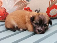 Frank, a male Havanese for sale in Roanoke, IL – 1 of 2