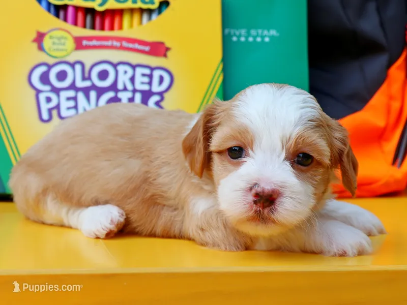 Chai – Havanese puppy for sale in Roanoke, IL
