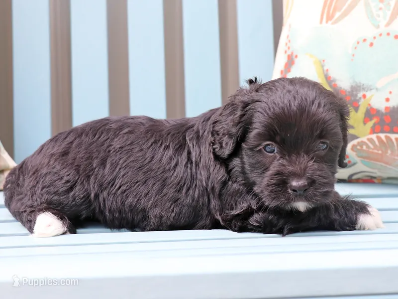 Meta – Cavapoo, Havanese puppy for sale in Roanoke, IL