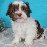 Tez, a male Havanese for sale in Roanoke, IL – Photo 4 of 5