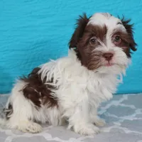 Tez, a male Havanese for sale in Roanoke, IL – Photo 3 of 5