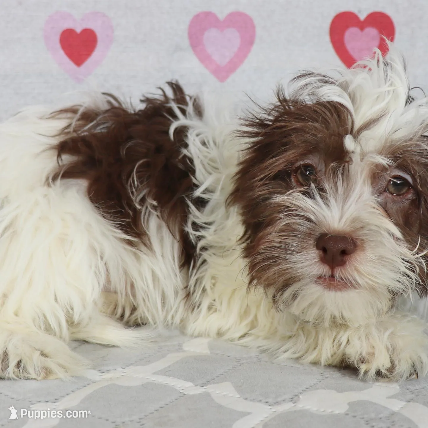 Tez, a male Havanese for sale in Roanoke, IL – Photo 2 of 5