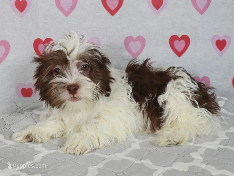Tez – Havanese puppy for sale in Roanoke, IL