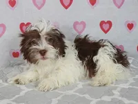 Tez, a male Havanese for sale in Roanoke, IL – Photo 1 of 5