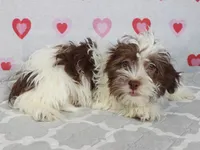 Tez, a male Havanese for sale in Roanoke, IL – Photo 2 of 5