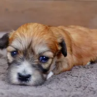 Patty, a female Havanese for sale in Roanoke, IL – Photo 6 of 6