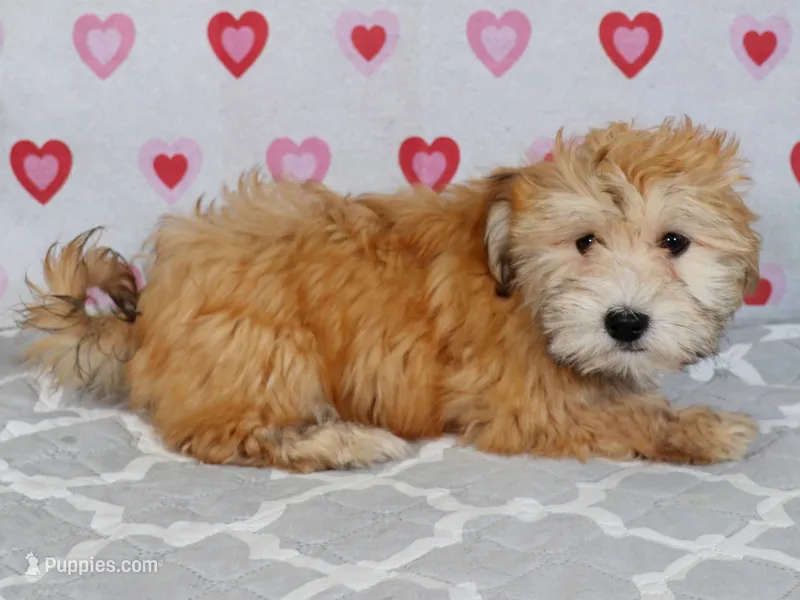 Patty – Havanese puppy for sale in Roanoke, IL